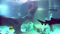 Instalan un nacimiento en un acuario con tiburones en Madrid