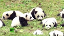 China: Presentan a 36 osos panda nacidos durante el 2017