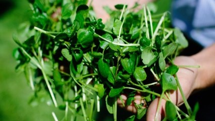 This Vegetable is The Healthiest in the World and We Have Yet Completely Forgotten About it!