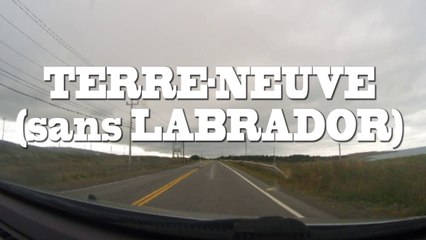Le castor en vadrouille à Terre-Neuve-et-Labrador