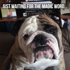 Wait for it...Dog Responds to Magic Word: