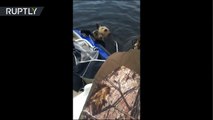 El rescate de dos crías de osos de un lago en Rusia