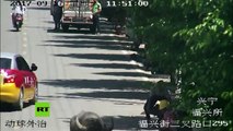 Un buey ataca a 5 personas antes de ser sacrificado por un francotirador