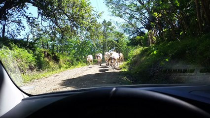 Cool things we see in Costa Rica #2