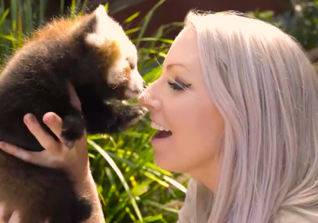 'Cutest, Fluffiest' Red Panda Cubs Play With Zookeepers