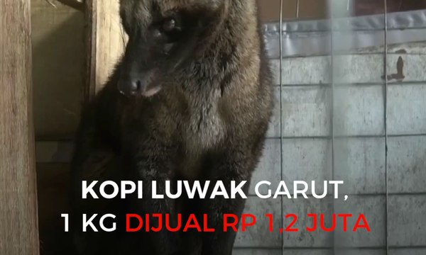 Kopi Luwak di Garut, 1 Kilogram Dijual Rp 1,2 Juta