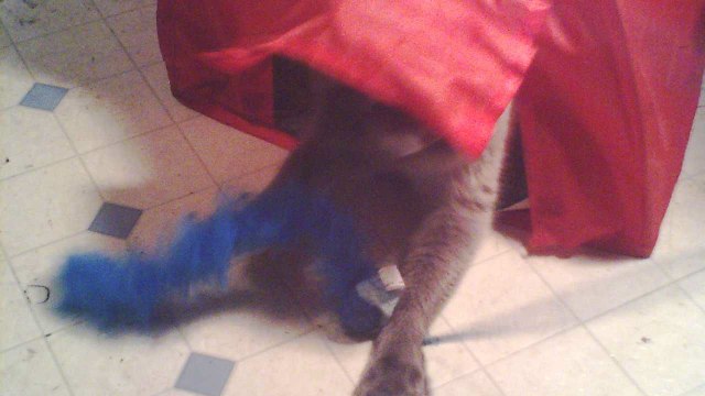 63. babies our pet siamese cat playing in her red camping tent.