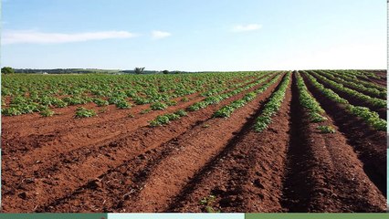 Top Things you must Check before Leasing a commercial farmland in Sunshine Coast