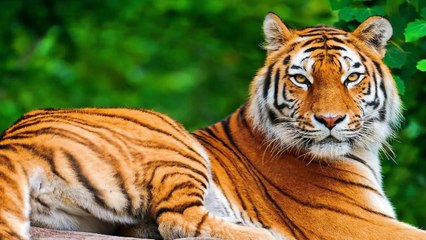 Top Ten Most Powerful Animal Bites