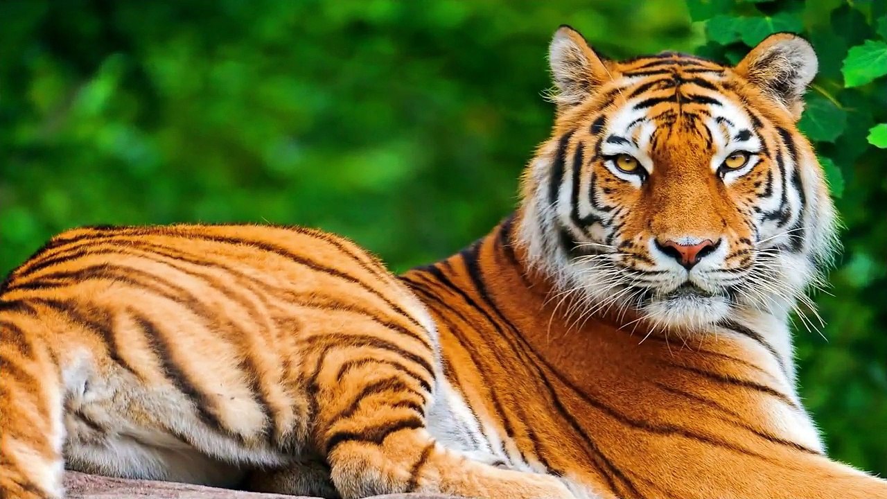 Top Ten Most Powerful Animal Bites