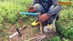 Awesome Quick Bird Trap Using PVC Rolling Snare Bird Trap - How To Make Rolling Snare Bird Trap