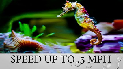 Top Ten Slowest Animals of the World