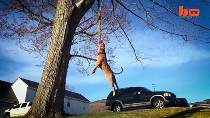 'Super' Pit Bull- Training The Ultimate Protection Dog