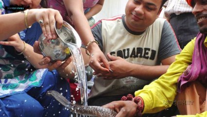 Secrets Of Flying Snakes क्या है उड़ने वाले साँपों का रहस्य  Seriously Strange