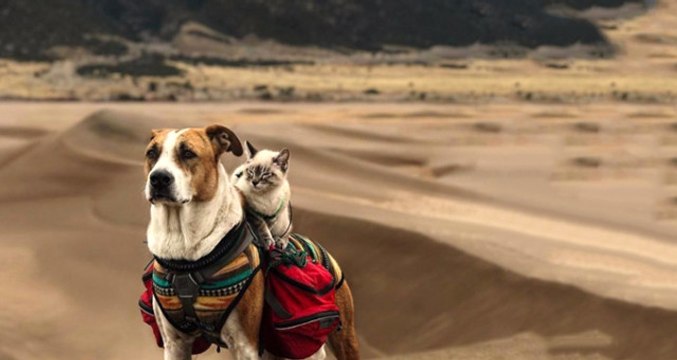 Doğasever Kedi ile Köpeğin Alışılmadık Yol Arkadaşlığı