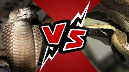 Snakey battle in Penang