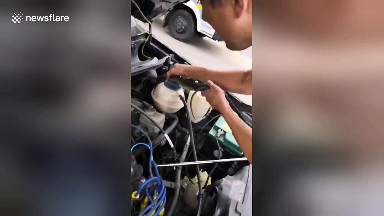 Deadly black mamba snake found inside car engine