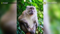 Sekolah monyet di Malaysia, melatih para pemetik kelapa handal - TomoNews