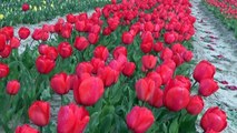 D!CI TV : le spectacle splendide des tulipes du pays de Forcalquier