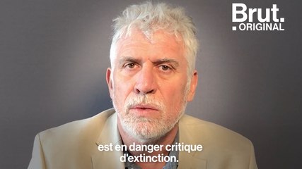 Interview de Marc Ancrenaz : l'orang-outan peut être sauvé