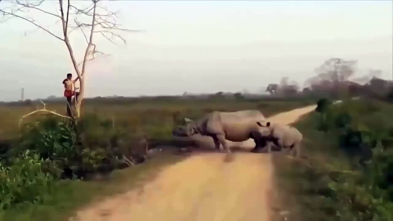 Amazing Animal Attack: Man Chased By Rhino and Baby Climbs Tree ...