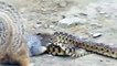 Animal Attack Video: Cobra Snake Vs Mongoose Fight in the Desert!!!