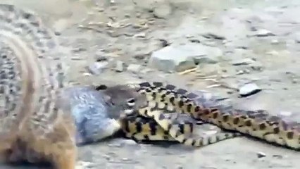Animal Attack Video: Cobra Snake Vs Mongoose Fight in the Desert!!!