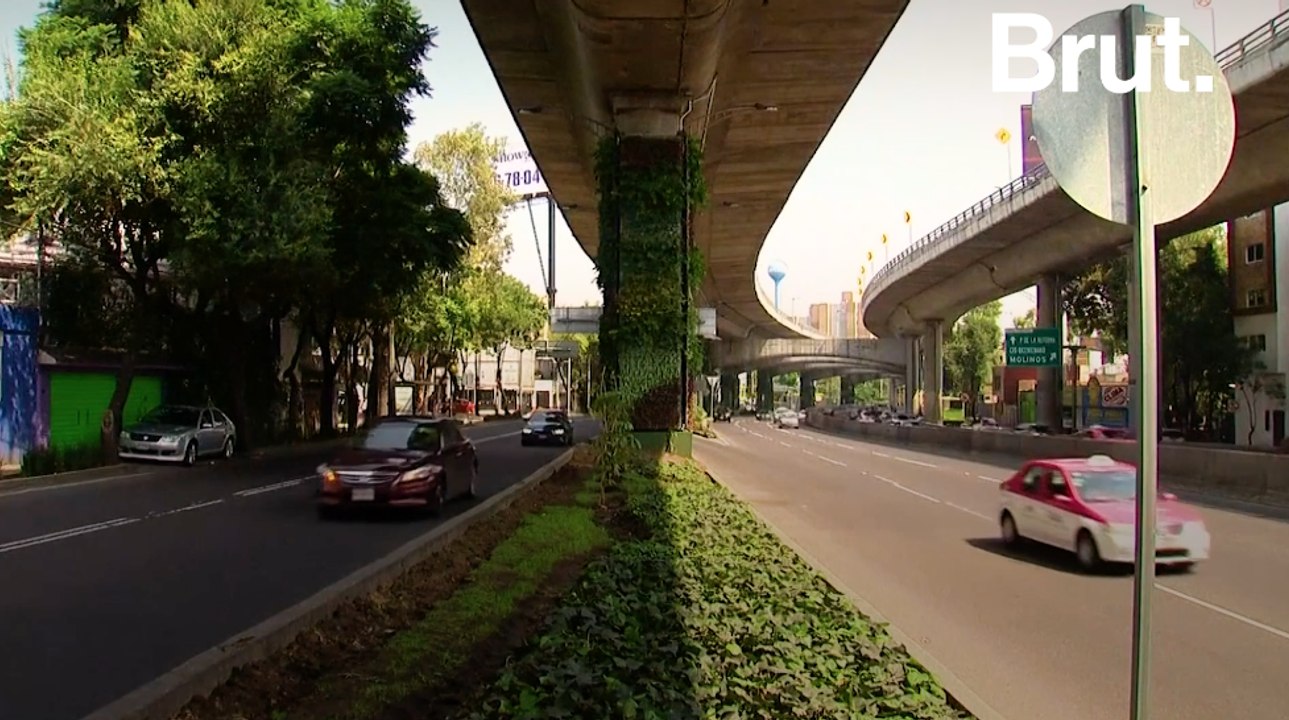 Les murs végétaux : la réponse de Mexico face à la pollution