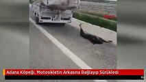 Adana Köpeği, Motosikletin Arkasına Bağlayıp Sürükledi