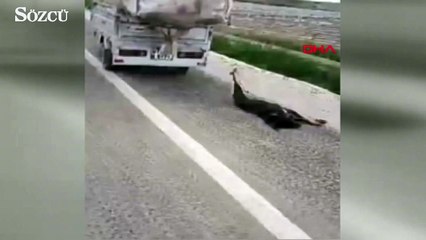Adana Köpeği, motosikletin arkasına bağlayıp sürükledi
