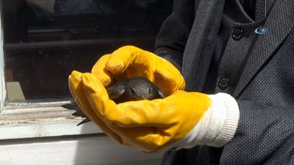 Tokat’ta Ebabil kuşu görüldü