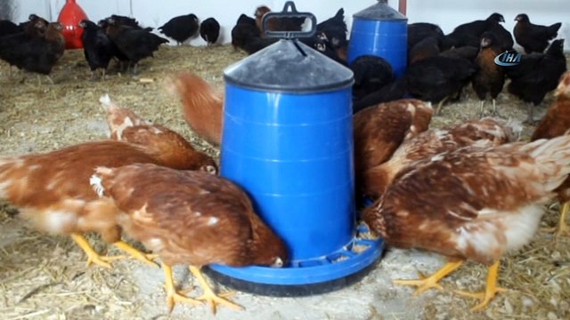 Öğrenciler okulda kurulan kümeste yumurta üretiyor