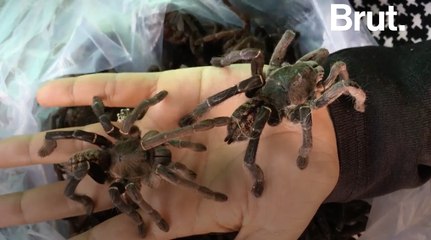 La mygale, une victime méconnue de la chasse et de la déforestation