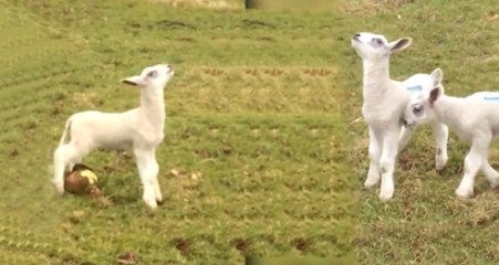 İlk Defa Yağmurla Karşılaşan Minik Keçinin Gülümseten Hareketleri Kameralara Yansıdı