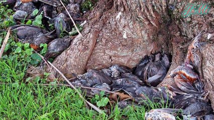 Bí ẩn 'vùng đất c.h.ế.t' và hàng ngàn con chim tìm về 't.ự s.á.t' mỗi năm