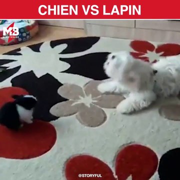 Tu n'es pas prêt pour ce combat de Titans via storyful