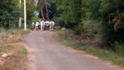 Rackla race - Kangeyam kalai  Kangayam kalai