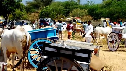 Rackla Race (Ivar Malai) – Thrilling Adventure for All Ages 🏁