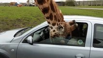 Elle coince la tête d'une girafe dans sa voiture... Mauvaise idée