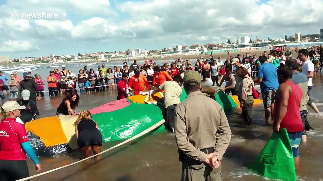 Stranded humpback whale dies on Argentine beach despite rescue efforts