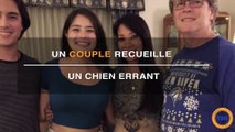 Ce chien errant était repoussant, mais un couple va le recueillir et s'occuper de lui : aujourd'hui, il est magnifique !