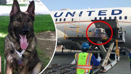 유나이티드 항공사, 미국 가족의 애완견, 실수로 일본까지 보내버려