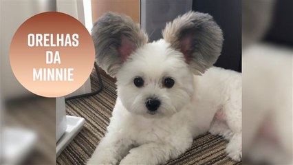 Uma cachorrinha com orelhas da Minnie