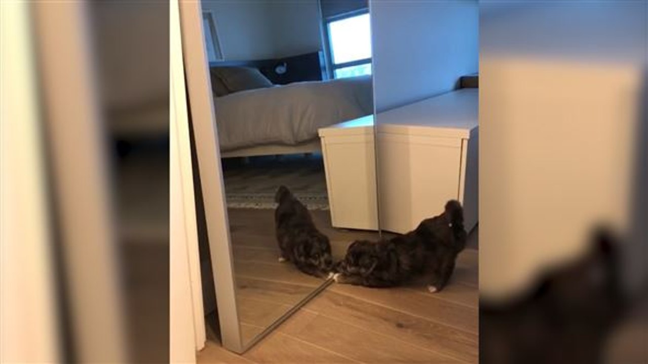 Doppelgänger: hund erschreckt sich vor spiegelbild