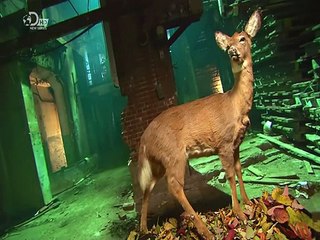 How It's Made: Robotic Hunting Decoys