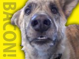 Vietsub | Englishsub | Ultimate Dog Tease