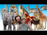 Vietsub | Englishsub | What Do You See? Song | Wild Animals | Learn English Kids