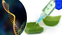 RNA plant vaccine could replace toxic pesticides