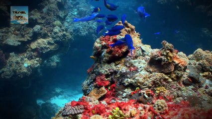 Best Underwater Adventures in the World   Travel Nfx