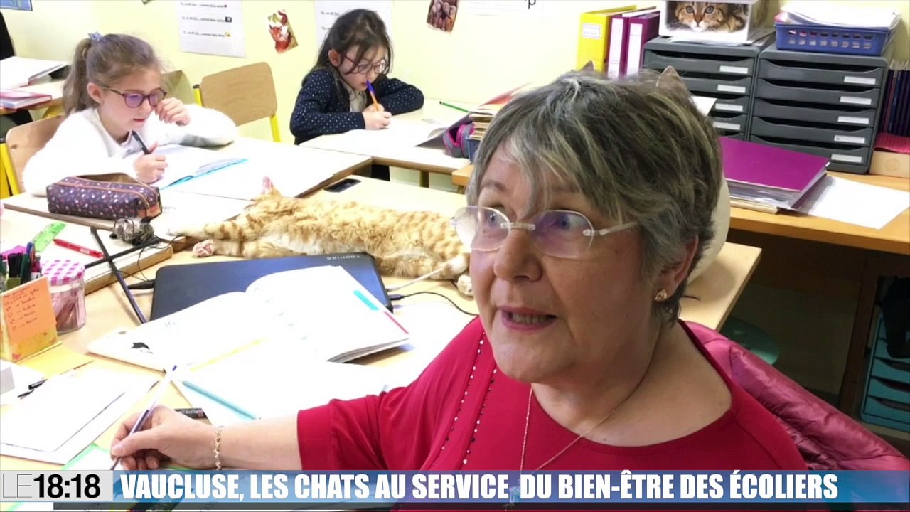 Le 18:18 : des chats comme copains de classe pour des écoliers vauclusiens